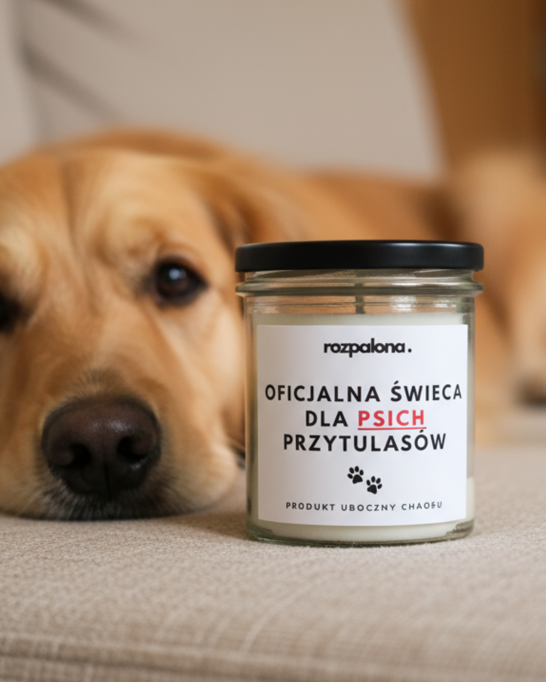 KOCIA DRAMA & PSIA OBSESJA